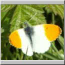 Anthocharis cardamines - Aurorafalter m07.jpg